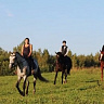 Конная прогулка #в Коломне#. Сервис Ultra Подарки. Купить сертификат на конную прогулку #в Коломне#, подарок на прогулку на лошадях #в Коломне#. Вы сможете попробовать конные прогулки. Сервис UltraPodarki.ru 8 800 505 95 30. Обучение верховой езде, катание на лошадях #в Коломне#, верховая езда #Коломна#, конный спорт, конные прогулки, верховая езда, конная прогулка #в Коломне#, конные прогулки #в Коломне#,конный спорт #в Коломне#, романтическая конная прогулка #в Коломне#, катание на лошадях для двоих #в Коломне#, уроки верховой езды #в Коломне#